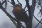 Baltimore Oriole video clip