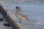 Black Redstart video clip