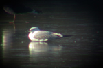 Caspian Gull video clip
