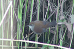 Cetti's Warbler video clip
