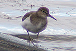 Common Sandpiper video clip