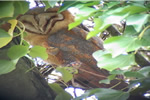 Dark Breasted Barn Owl video clip