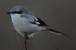 Great Grey Shrike video clip
