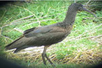Glossy Ibis video clip