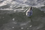 Grey Phalarope video clip