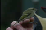 Hume's Warbler video clip