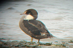 King Eider video clip
