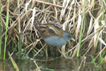 Little Crake video clip