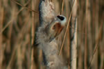 Penduline Tit video clip