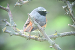 Redstart video clip
