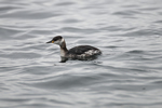 Red-necked Grebe video clip