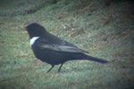 Ring Ouzel video clip