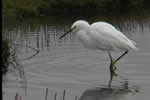 Snowy Egret video clip
