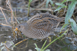 Spotted Crake video clip