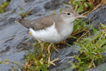 Spotted Sandpiper video clip