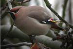 Waxwing video clip